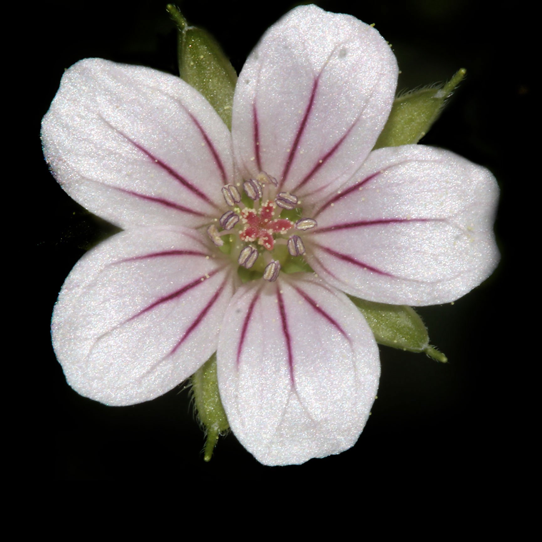 geranium sibiricum